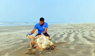  বঙ্গোপসাগরে মৃত্যুফাঁদ, বিলুপ্তির শঙ্কায় পান্না কাছিম
