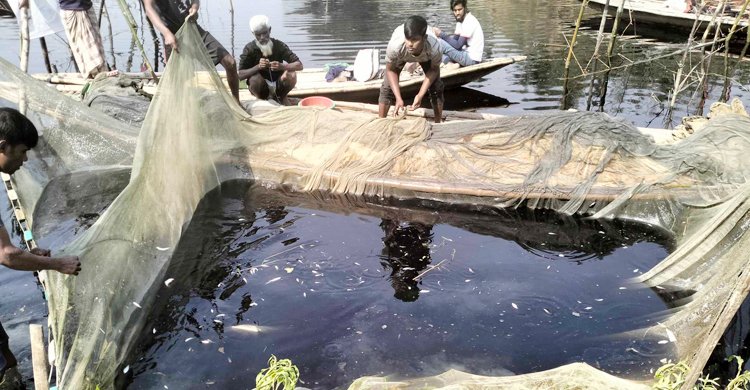 চিনিকলের বর্জ্য নদীতে, মরে ভেসে উঠছে মাছ