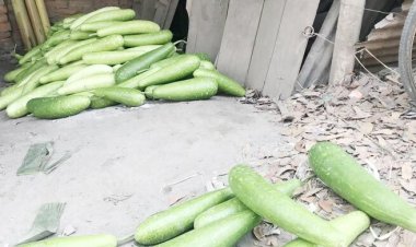  বিক্রি করতে না পেরে হাটে লাউ ফেলে যাচ্ছেন কৃষক