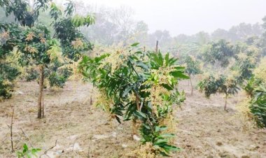 চৈত্রের বৃষ্টিতে আশা-নিরাশায় আম চাষিরা