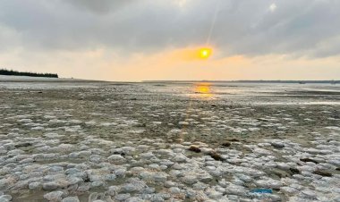 কুয়াকাটা সৈকতে ভেসে আসছে মৃত জেলিফিশ