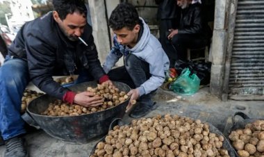 সিরিয়ায় ট্রাফল সংগ্রহের সময় আইএসের হামলা, নিহত ১১
