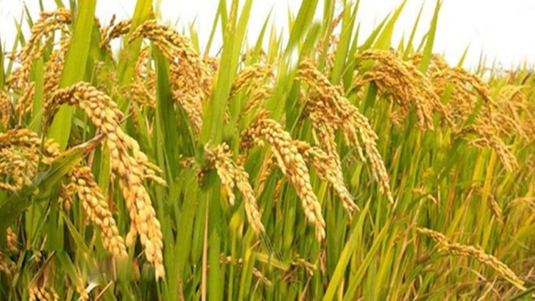 আউশের উৎপাদন বাড়াতে ৬৪ কোটি টাকার প্রণোদনা