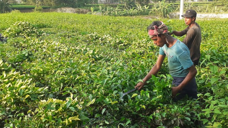 উত্তরাঞ্চলে চা উৎপাদনে রেকর্ড হলেও বাড়েনি কাঁচা চা পাতার দাম