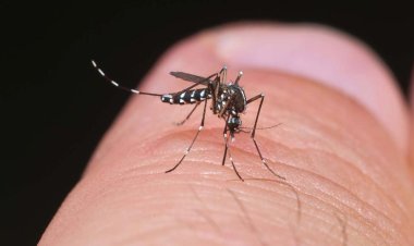 প্রাকৃতিক উপায়ে যেভাবে মশা দূর করবেন