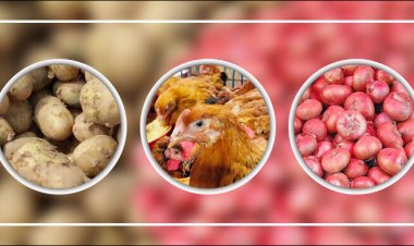  মুরগির দাম কমেনি, বেড়েছে আলু-পেঁয়াজের