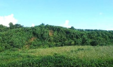  মিয়ানমার থেকে এলেন আরও ১১ বিজিপি সদস্য, মোট ২৮৫