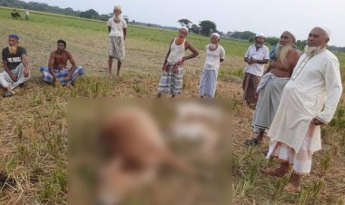 কলাপাড়ায় বজ্রপাতে ৩ গরুর মৃত্যু