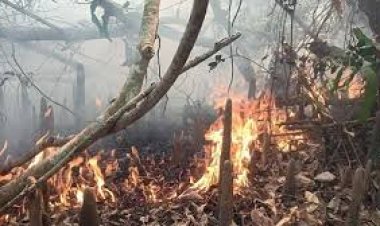 সুন্দরবনের গহীনে ভয়াবহ আগুন