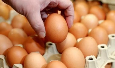 ডিমের দাম বেড়েছে ডজনে ২০ টাকা