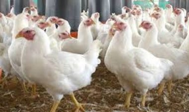 ব্রয়লার মুরগির দাম বাড়িয়ে ৭০০ কোটি টাকা হাতিয়ে নিয়েছে চক্র