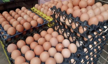 এক সপ্তাহের ব্যবধানে ডিমের দাম বাড়ার কারণ