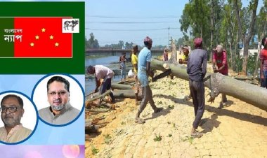 তিস্তা প্রকল্প সম্প্রসারণের নামে গাছ কাটা নির্মমতা: ন্যাপ