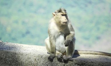 চলন্ত গাড়ির সামনে হঠাৎ চলে এল বানর, প্রাণ গেল ৩ ব্যাংক কর্মকর্তার