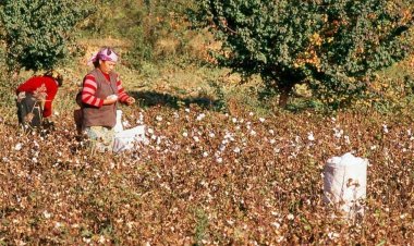 উইঘুর গণহত্যা : ২৬ চীনা কোম্পানির তুলায় নিষেধজ্ঞা যুক্তরাষ্ট্রের