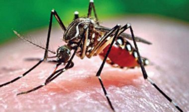 গতবারের তুলনায় ডেঙ্গুতে আক্রান্ত মৃত্যু দ্বিগুণের বেশি