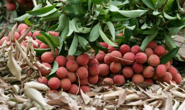 লিচু খাওয়ার উপকারিতা জেনে নিন