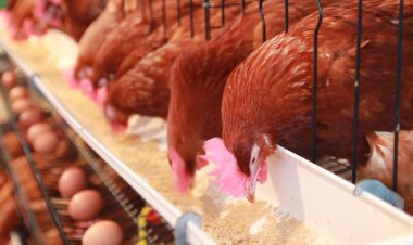 পোলট্রি পণ্য আমদানি নিষিদ্ধ ঘোষণা