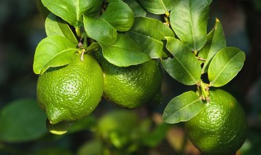 গরমে লেবু খাওয়ার ৫ উপকারিতা