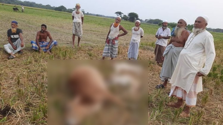 কলাপাড়ায় বজ্রপাতে ৩ গরুর মৃত্যু