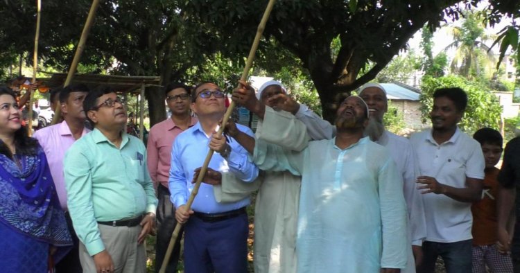 আজ থেকে বাজারে মিলবে চুয়াডাঙ্গার আম