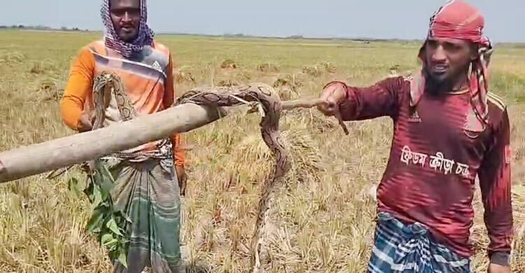 ধানক্ষেতে পাওয়া গেলো রাসেল ভাইপার, পিটিয়ে হত্যা