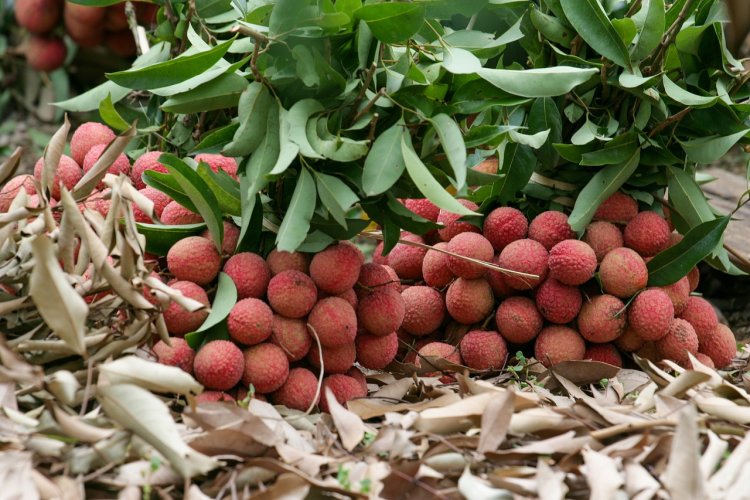 লিচু খাওয়ার উপকারিতা জেনে নিন