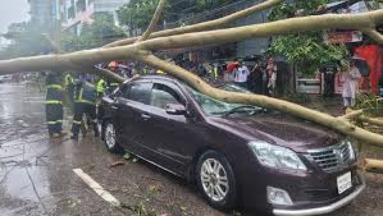 রাজধানীতে প্রাইভেটকারের ওপর ভেঙে পড়ল গাছ