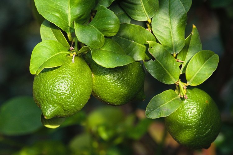 গরমে লেবু খাওয়ার ৫ উপকারিতা