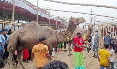  রাজস্থানের উট গাবতলীতে, দাম হাঁকা হচ্ছে ৩০ লাখ