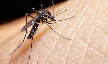  ডেঙ্গুবাহী মশার বিস্তার বাড়ছে ইউরোপে