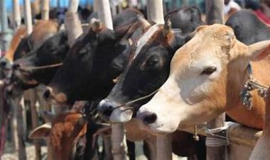 নেই বেচাকেনা, পশু নিয়ে ক্রেতাদের অপেক্ষায় বিক্রেতারা