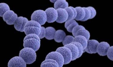 দু’দিনেই প্রাণ নিতে পারে ‘মাংসখেকো ব্যাকটেরিয়া’, ছড়াচ্ছে জাপানে