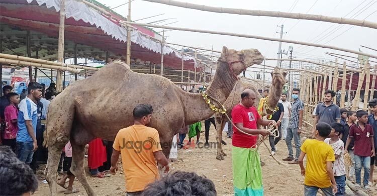 রাজস্থানের উট গাবতলীতে, দাম হাঁকা হচ্ছে ৩০ লাখ