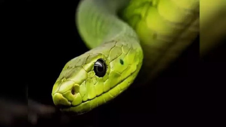 বাড়ি থেকে সাপের উপদ্রব কমানোর উপায়