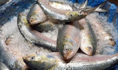 ভরা মৌসুমেও কপালে জুটছে না ইলিশ