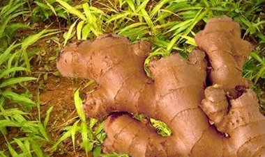 আদা চা শরীরে রোগ প্রতিরোধ ক্ষমতা বাড়ায়