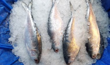 ছুটির দিনে বাজারে ইলিশের দাম সামান্য কম
