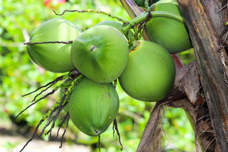 ডায়াবেটিস হলে ডাবের পানি খেতে পারবেন?