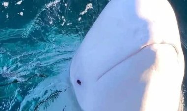  নরওয়েতে রাশিয়ার ‘গুপ্তচর’ তিমির মৃত্যু   