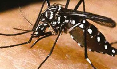 মুন্সিগঞ্জে বাড়ছে মশা ও ডেঙ্গু আক্রান্তের সংখ্যা