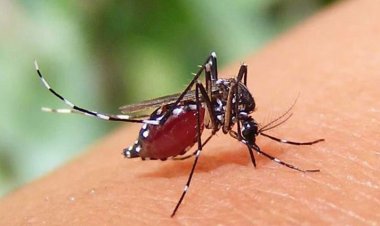 ২৪ ঘণ্টায় ডেঙ্গুতে আরও ৩ জনের মৃত্যু