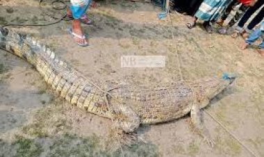 পুকুর থেকে কুমির উদ্ধার, জেলে আহত