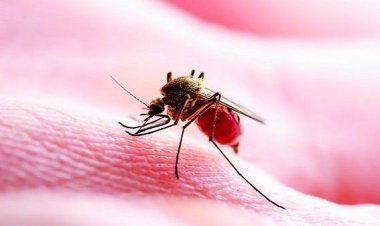 ডেঙ্গুতে মৃত্যু ৫, হাসপাতালে ভর্তি ৯২৭ জন