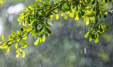 তিন বিভাগে হালকা বৃষ্টির আভাস