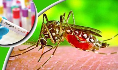 এ সময় এডিস মশার কামড় থেকে রক্ষা পাবেন যেভাবে