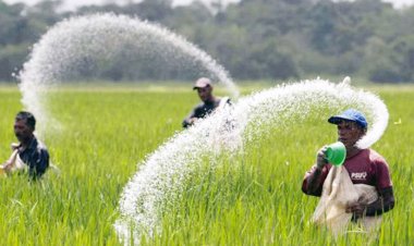 দেড় দশকে কৃষিতে ভর্তুকি দেড় লাখ কোটি, বেশির ভাগই হয়েছে লুটপাট