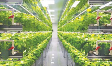 যেভাবে পাল্টাচ্ছে সৌদি আরবের কৃষি মানচিত্র