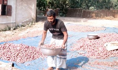 ঋণের দায়ে পালানোর উপক্রম পাবনার পেঁয়াজ চাষিদের