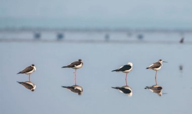 বাইক্কা বিলে কমেছে অতিথি পাখির সংখ্যা